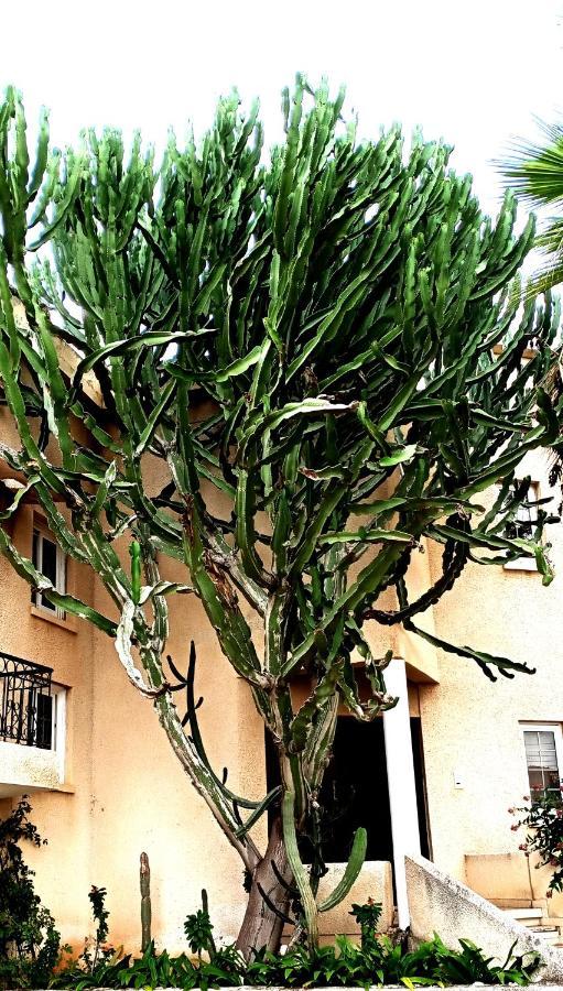 Mersinia Ayia Napa