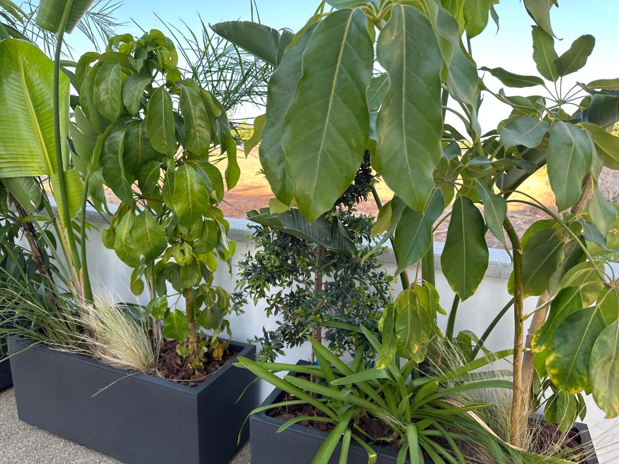 Valerian Palm