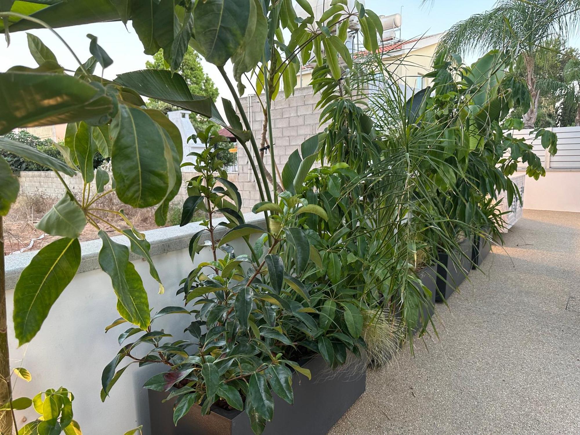 Villa Valerian Palm *