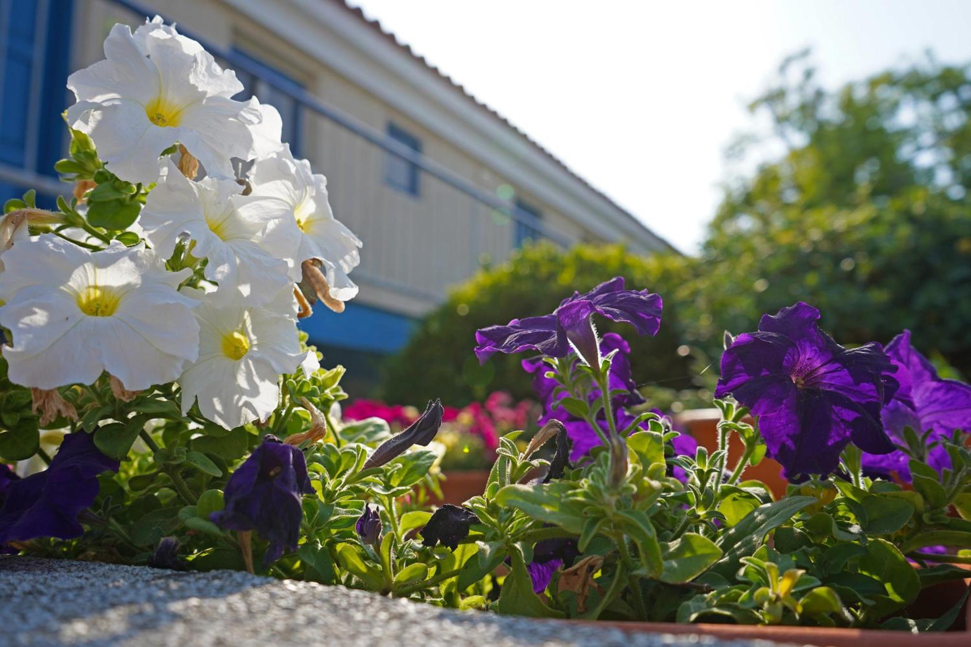 Aparthotel Green Bungalows Hotel Apartments
