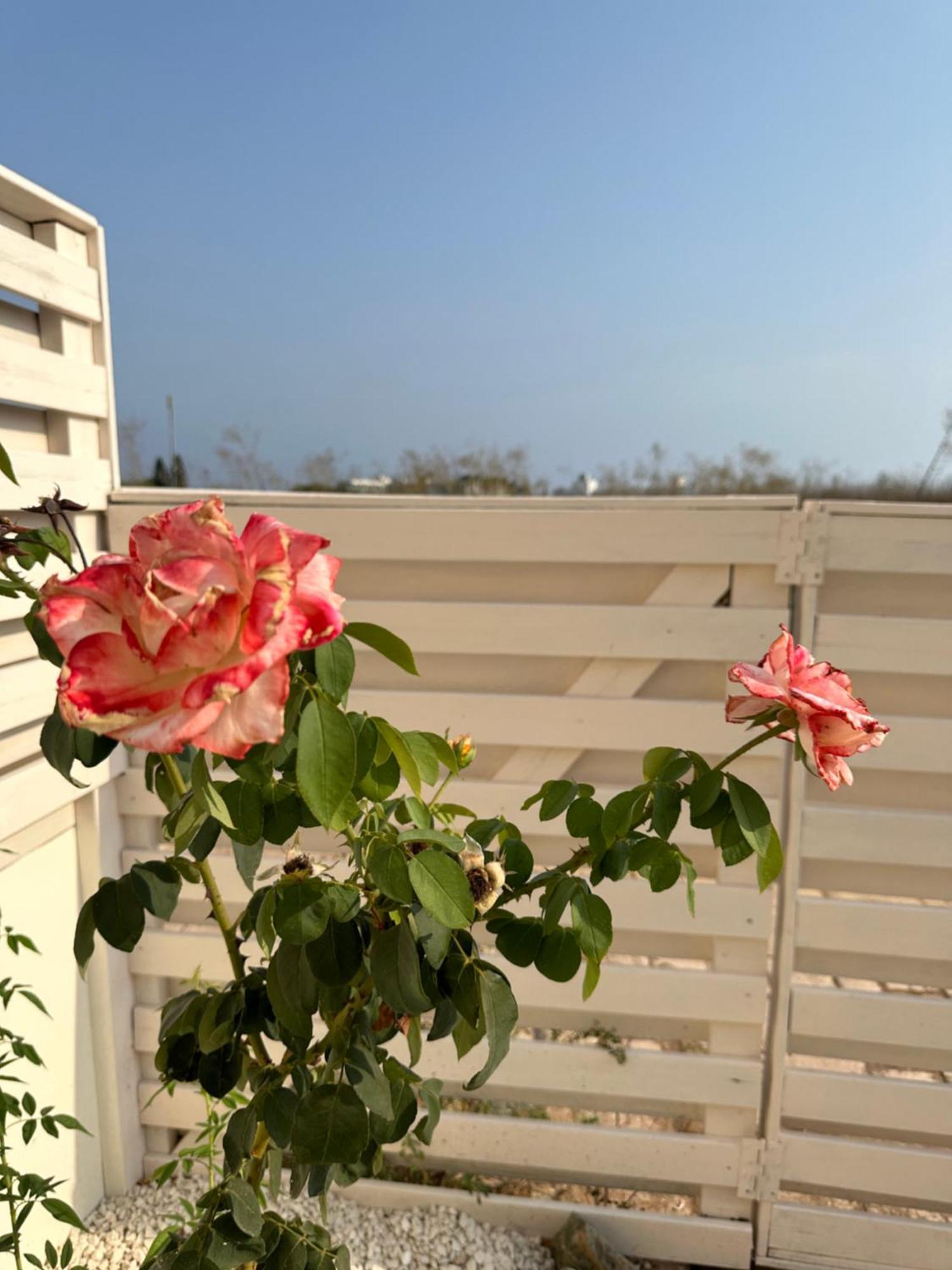 Nissi Escape - 5 Min Walk To Paradise * Ayia Napa