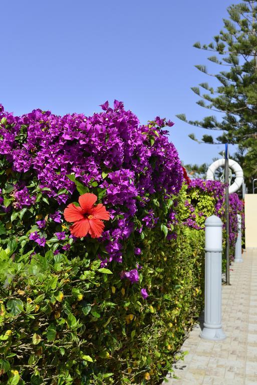 Napa Apts 3* Ayia Napa