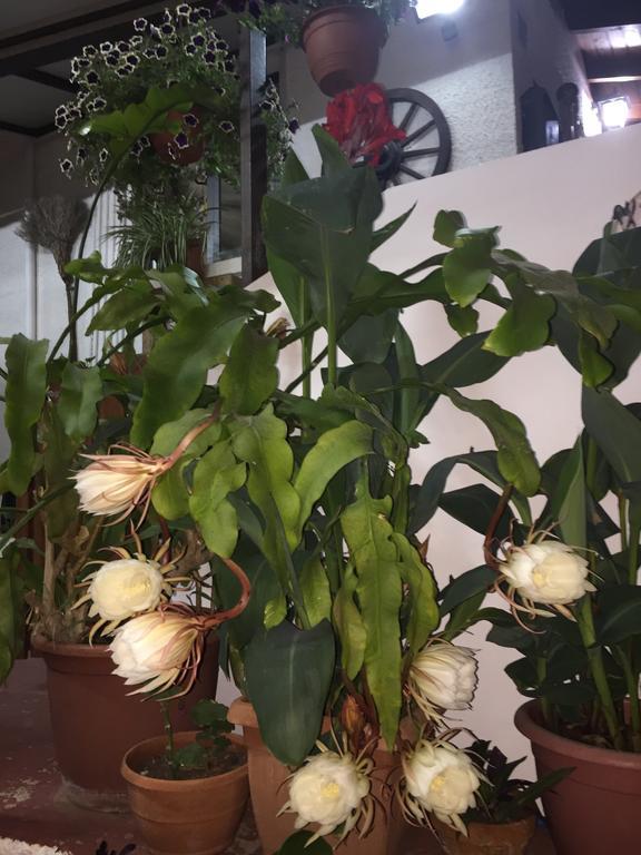 Apartamento Estia Vasilis Manoli *